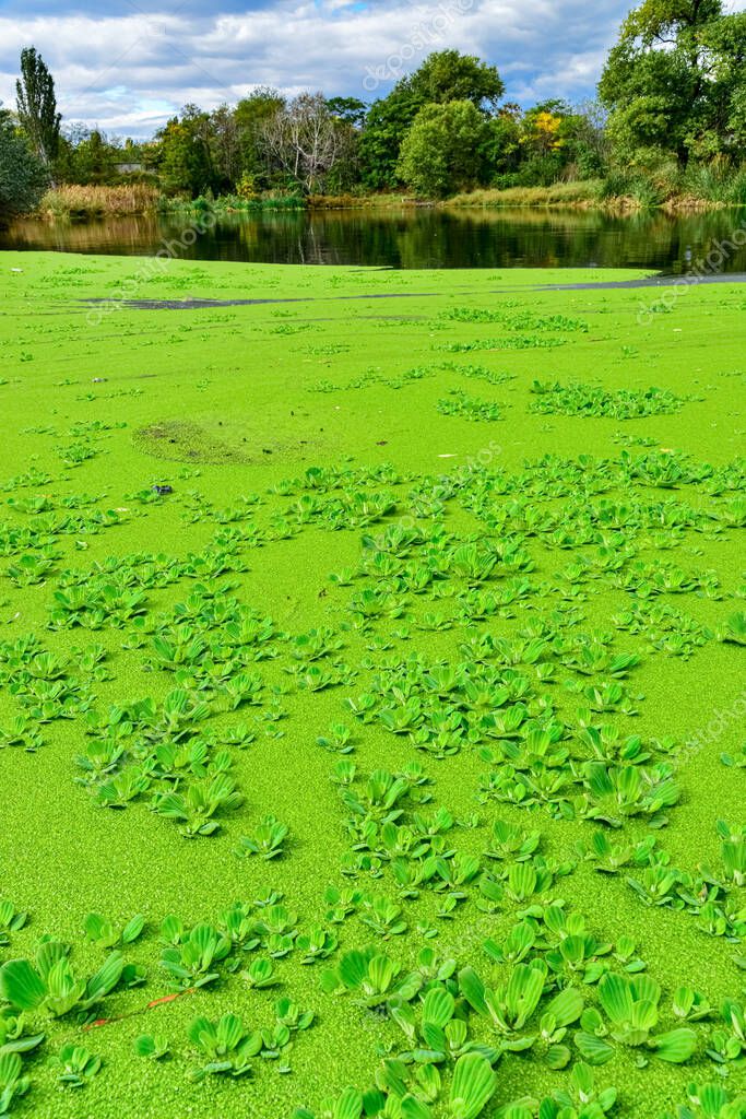 The water surface of a dirty lake is covered with floating plants Pontederia crassipes