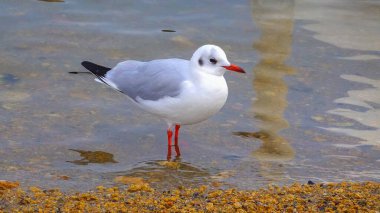 Siyah başlı martı (Larus (Chroicocephalus) ridibundus). Ukrayna Kuşları