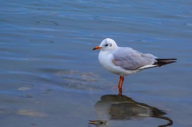 Siyah başlı martı (Larus (Chroicocephalus) ridibundus). Ukrayna Kuşları