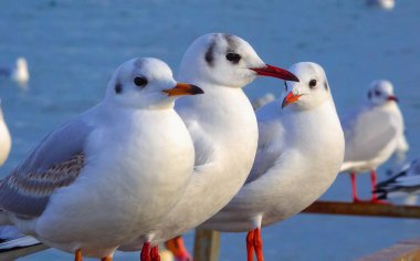 Siyah başlı martı (Larus (Chroicocephalus) ridibundus). Ukrayna Kuşları