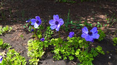 Windflowers Anemone, Ranunculaceae familyasından çiçekli bir bitki cinsidir.