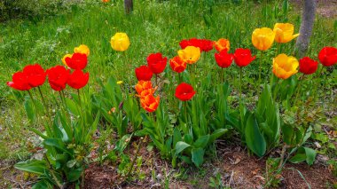 İlkbaharda botanik bahçesinde laleler ve diğer renkli çiçekler açar.