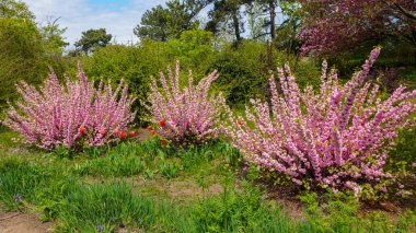 Sometimes called flowering plum or flowering almond (Prunus triloba)