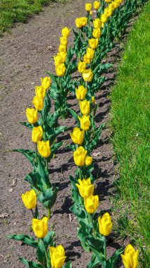 İlkbaharda botanik bahçesinde laleler ve diğer renkli çiçekler açar.