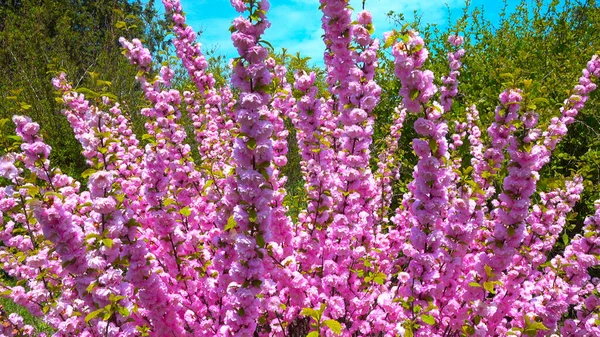 Czasami Nazywany Kwitnącą Śliwką Lub Migdałami Prunus Triloba — Zdjęcie stockowe