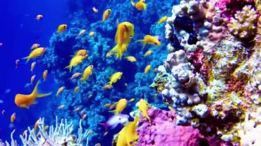 Su altı manzarası, mercan resifi. Kızıldeniz 'deki mavi suyun arka planına karşı birçok farklı türde tropikal balık var.