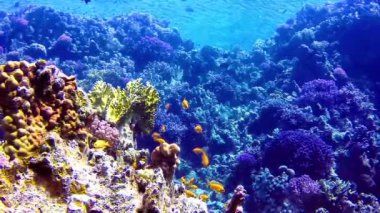 Su altı manzarası, mercan resifi. Kızıldeniz 'deki mavi suyun arka planına karşı birçok farklı türde tropikal balık var.