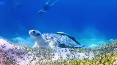 Yeşil deniz kaplumbağası (Chelonia mydas) deniz tabanında deniz yosunu yiyor, Kızıl Deniz