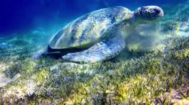 Yeşil deniz kaplumbağası (Chelonia mydas) deniz tabanında deniz yosunu yiyor, Kızıl Deniz