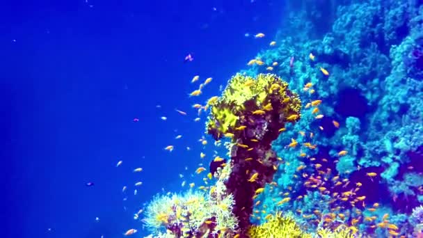 Подводный Пейзаж Коралловый Риф Многими Тропическими Рыбами Разных Видов Фоне — стоковое видео