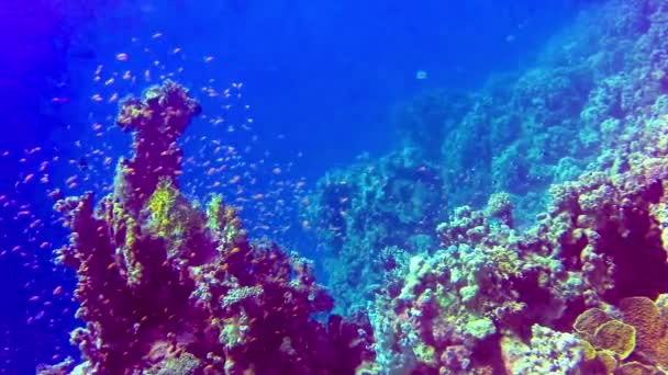 水中の風景 紅海の青い水を背景にさまざまな種の多くの熱帯魚とサンゴ礁 — ストック動画