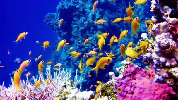 Onderwaterlandschap Koraalrif Met Veel Tropische Vissen Van Verschillende Soorten Tegen — Stockvideo