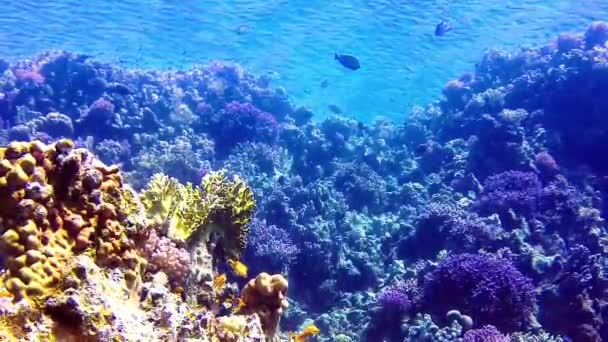 Podvodní Krajina Korálové Útesy Mnoha Tropických Ryb Různých Druhů Pozadí — Stock video