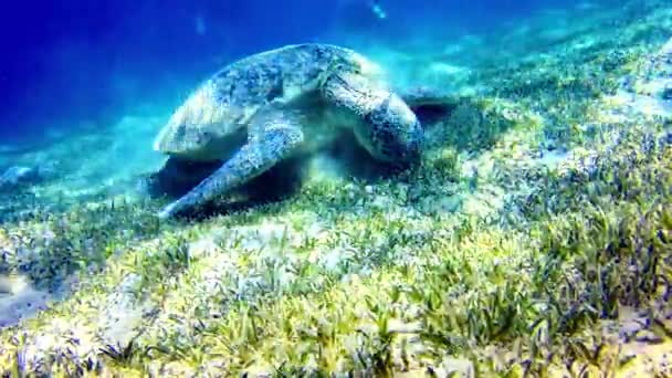Tortuga Marina Verde Chelonia Mydas Comiendo Algas Fondo Del Mar — Vídeos de Stock