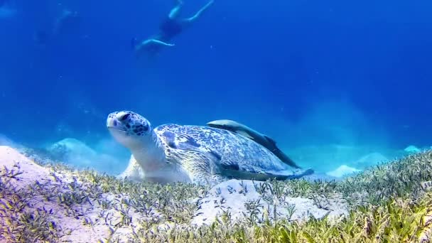 Grön Havssköldpadda Chelonia Mydas Som Äter Alger Havsbotten Röda Havet — Stockvideo