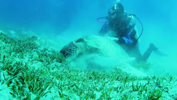 Grön Havssköldpadda Chelonia Mydas Som Äter Alger Havsbotten Röda Havet — Stockvideo