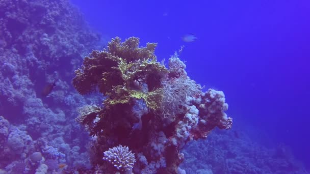在红海蓝水背景下的水下景观 珊瑚礁和许多不同种类的热带鱼类 — 图库视频影像