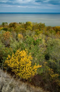 The coast of the Dniester estuary in autumn, overgrown with wild steppe vegetation and trees