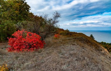 The natural landscape of the south of Ukraine, the slopes of the Dniester estuary, overgrown with European smoketree (Cotinus coggygria) and steppe herbs