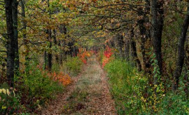 Overgrown dirt road in the coastal forest in autumn on the banks of the Dniester Estuary
