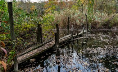 Old broken rotten wooden bridge on an overgrown pond surrounded by trees