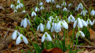 Galanthus elwesii (Elwes 's, daha büyük kar damlası) vahşi doğada. Kırmızı Kitap Ukrayna