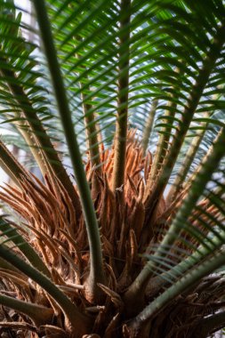 Texture of straight lines of palm leaves growing from one point