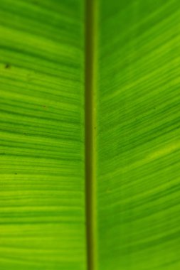 The play of light and shadows, the texture of straight lines near the green leaf of a banana palm