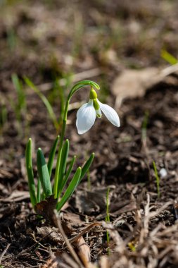 Galanthus elwesii (Elwes 's, daha büyük kar damlası) vahşi doğada. Kırmızı Kitap Ukrayna