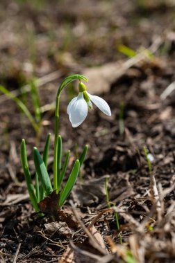 Galanthus elwesii (Elwes 's, daha büyük kar damlası) vahşi doğada. Kırmızı Kitap Ukrayna