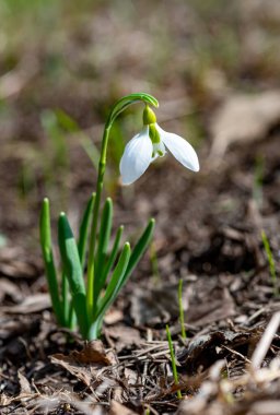 Galanthus elwesii (Elwes 's, daha büyük kar damlası) vahşi doğada. Kırmızı Kitap Ukrayna