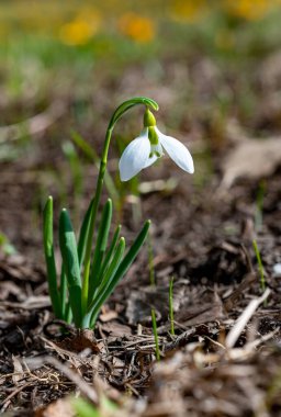 Galanthus elwesii (Elwes 's, daha büyük kar damlası) vahşi doğada. Kırmızı Kitap Ukrayna