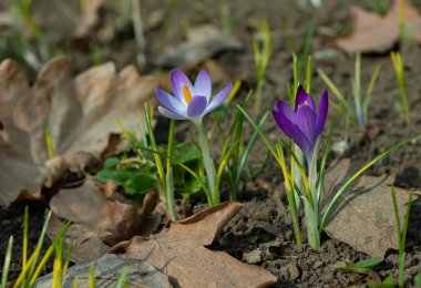 Garden crocuses bloom in spring in the botanical garden, Odessa