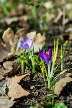 Garden crocuses bloom in spring in the botanical garden, Odessa