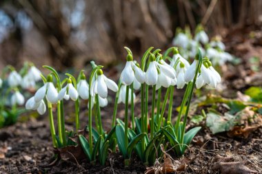 Galanthus elwesii (Elwes 's, daha büyük kar damlası) vahşi doğada. Kırmızı Kitap Ukrayna