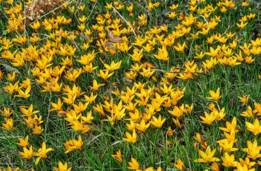 Honey bees collect nectar and pollen on yellow crocuses in early spring
