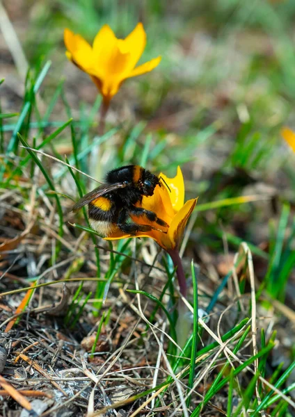 Bumblebee collects honey on purple crocus flowers