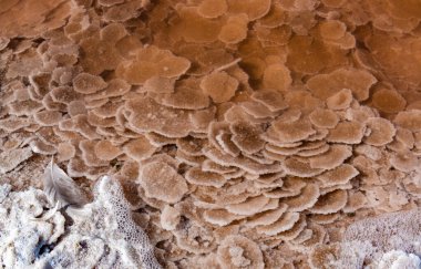 Self-sedimentary salt in the form of round crystalline formations in the hypersaline Kuyalnitsky estuary, an ecological disaster