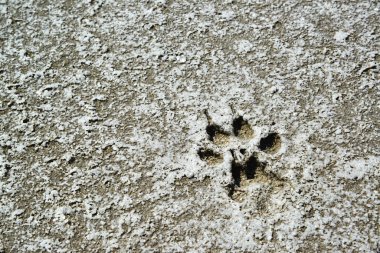 Traces of animals on the dried bottom of the Kuyalnik Estuary, covered with a layer of self-precipitating salt