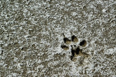 Traces of animals on the dried bottom of the Kuyalnik Estuary, covered with a layer of self-precipitating salt