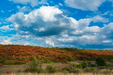 Smoketree, smoke bush (Cotinus obovatus), thickets of bushes with red autumn leaves against the background of yellow steppe vegetation and white clouds