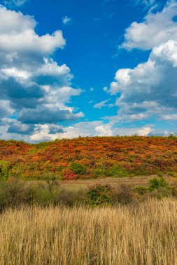 Smoketree, Smoketree (Cotinus obovatus), kırmızı sonbahar yapraklı çalılıklar sarı bozkır bitki örtüsü ve beyaz bulutlar