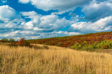 Smoketree, smoke bush (Cotinus obovatus), thickets of bushes with red autumn leaves against the background of yellow steppe vegetation and white clouds