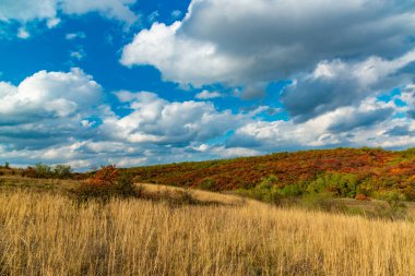 Smoketree, smoke bush (Cotinus obovatus), thickets of bushes with red autumn leaves against the background of yellow steppe vegetation and white clouds