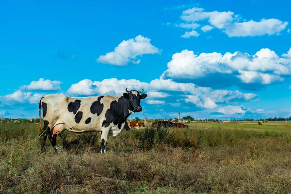 Vache Tachetée Noire Blanche Dans Champ Contre Ciel Aux Nuages — Photo