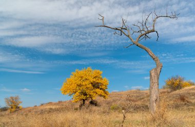 Tree with yellow leaves and dry tree against the blue sky in autumn, Ukraine