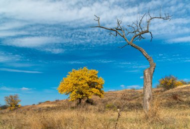 Tree with yellow leaves and dry tree against the blue sky in autumn, Ukraine