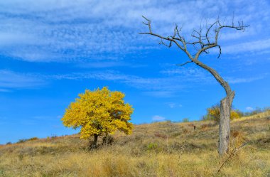Tree with yellow leaves and dry tree against the blue sky in autumn, Ukraine