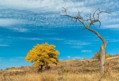 Tree with yellow leaves and dry tree against the blue sky in autumn, Ukraine