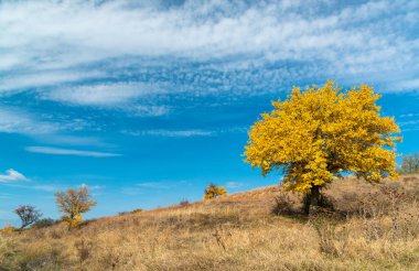 Tree with yellow leaves against the blue sky in autumn, Ukraine